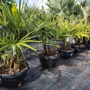 Trachycarpus fortunei (Palma konopná) - kont. C20L,  výška kmeňa 10-20 cm, celková výška 60-90 cm - 3-4 palmy v jednom kvetináči (-17°C) 